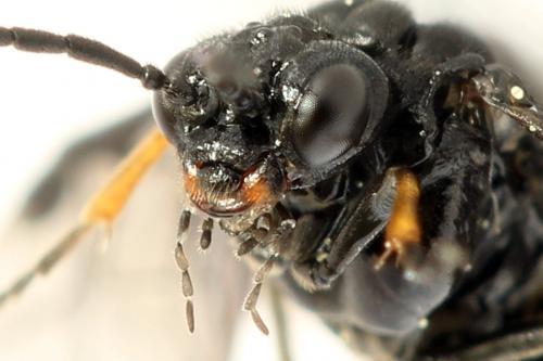 Réf. 291 707 : Stethomostus fuliginosus