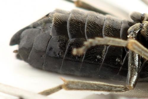 Stethomostus fuliginosus