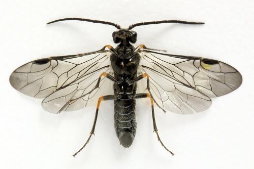 Dolerus gonager