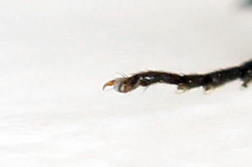 Dolerus gonager