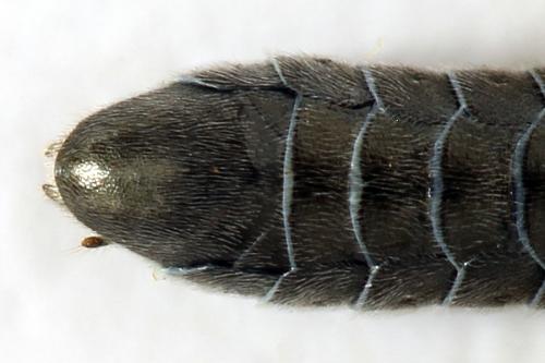 Dolerus gonager