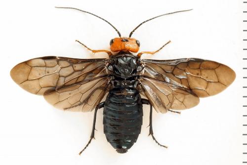 Réf. 291 651 : Acantholyda erythrocephala