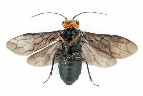 Réf. 291 652 : Acantholyda erythrocephala