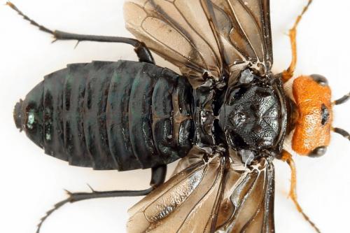 Réf. 291 653 : Acantholyda erythrocephala