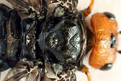 Réf. 291 654 : Acantholyda erythrocephala