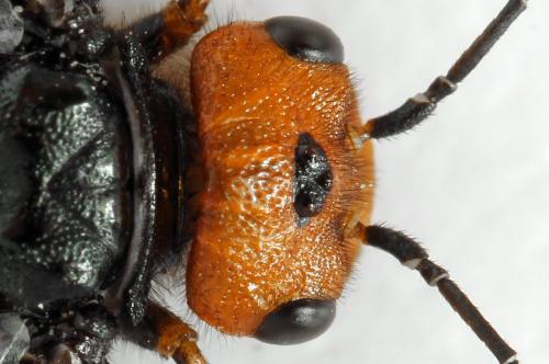 Réf. 291 655 : Acantholyda erythrocephala