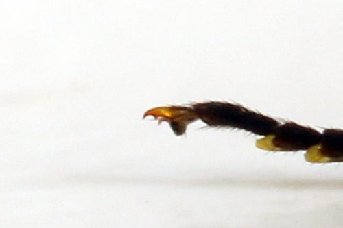 Acantholyda erythrocephala