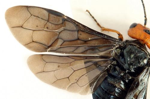 Réf. 291 658 : Acantholyda erythrocephala