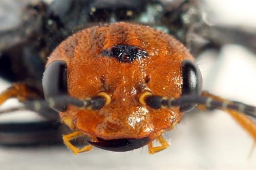 Réf. 291 660 : Acantholyda erythrocephala