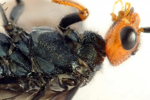 Réf. 291 663 : Acantholyda erythrocephala