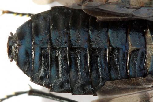 Acantholyda erythrocephala