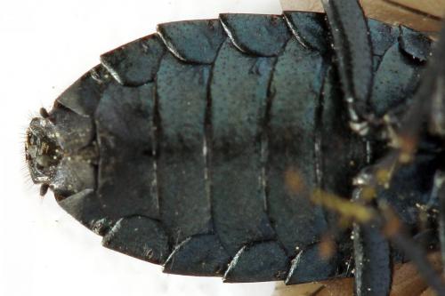 Réf. 291 665 : Acantholyda erythrocephala