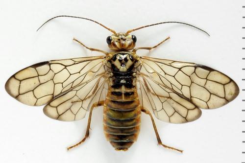 Cephalcia arvensis