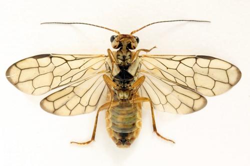 Cephalcia arvensis