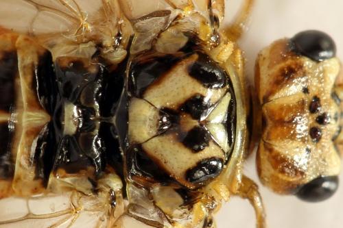Cephalcia arvensis