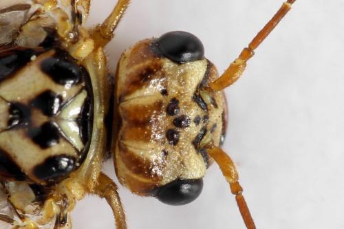 Cephalcia arvensis