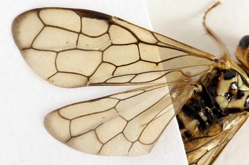 Réf. 291 688 : Cephalcia arvensis
