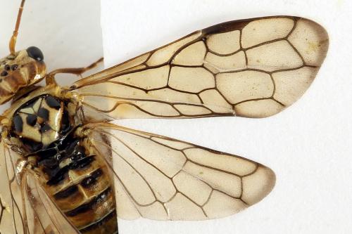 Cephalcia arvensis