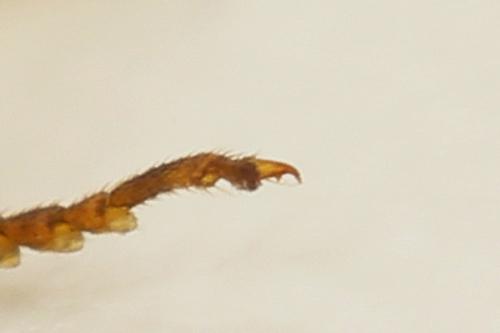 Cephalcia arvensis