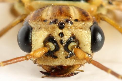 Cephalcia arvensis