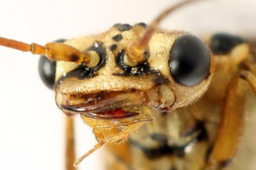 Cephalcia arvensis