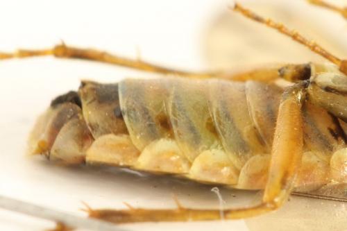 Cephalcia arvensis