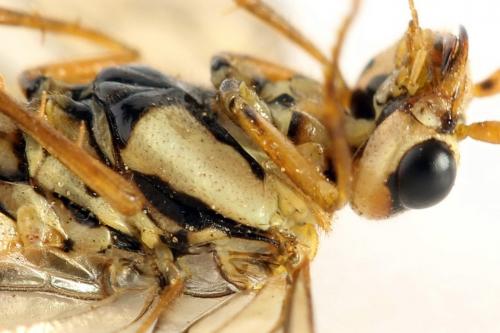 Cephalcia arvensis