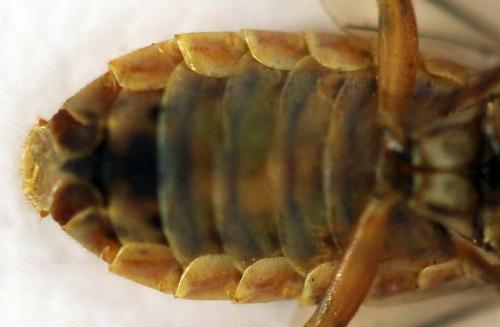 Cephalcia arvensis