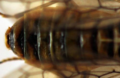 Cephalcia arvensis