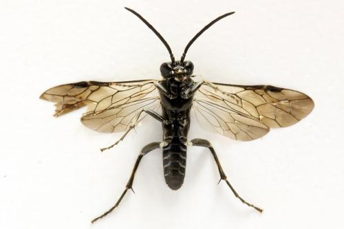 Macrophya albicincta