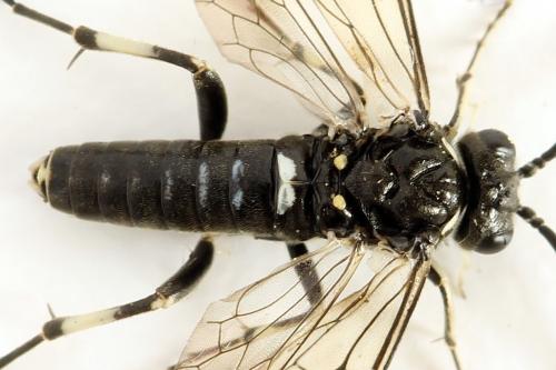 Réf. 291 788 : Macrophya albicincta
