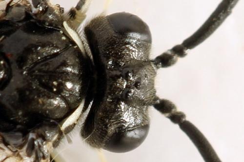 Réf. 291 790 : Macrophya albicincta