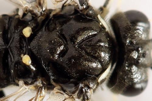 Macrophya albicincta