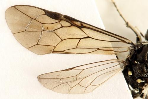 Réf. 291 791 : Macrophya albicincta