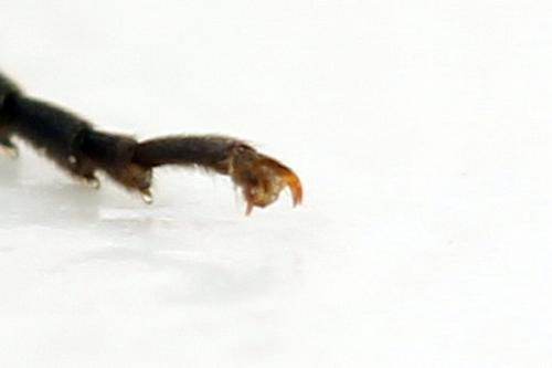 Réf. 291 794 : Macrophya albicincta
