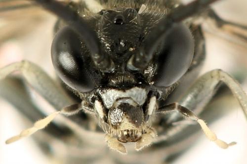 Réf. 291 795 : Macrophya albicincta