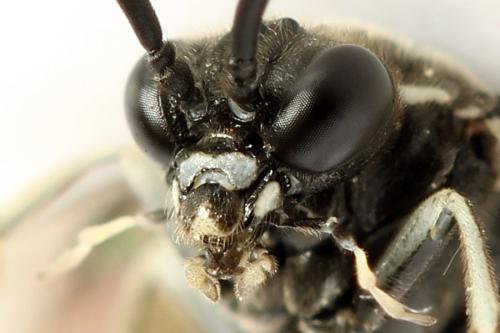 Réf. 291 796 : Macrophya albicincta