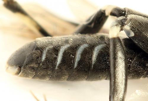 Réf. 291 797 : Macrophya albicincta