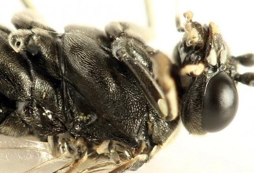 Réf. 291 798 : Macrophya albicincta