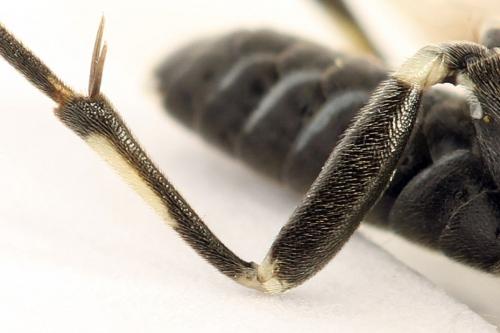 Réf. 291 799 : Macrophya albicincta