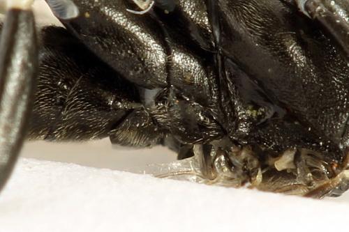 Réf. 291 800 : Macrophya albicincta