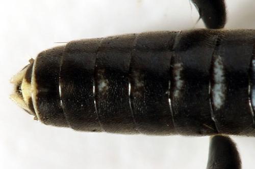 Réf. 291 801 : Macrophya albicincta