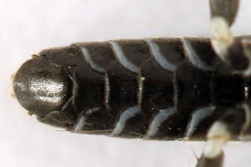 Réf. 291 802 : Macrophya albicincta