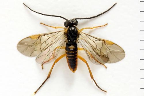 Réf. 291 868 : Euura myosotidis