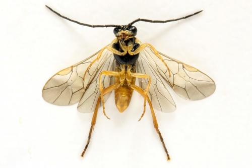Euura myosotidis