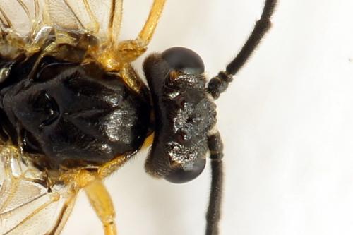 Réf. 291 872 : Euura myosotidis