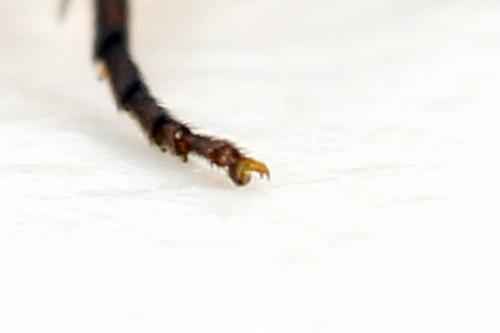 Euura myosotidis