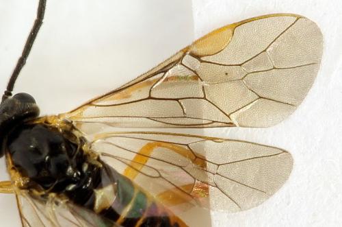 Euura myosotidis
