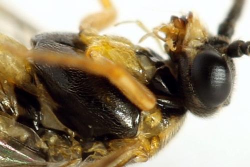 Réf. 291 880 : Euura myosotidis