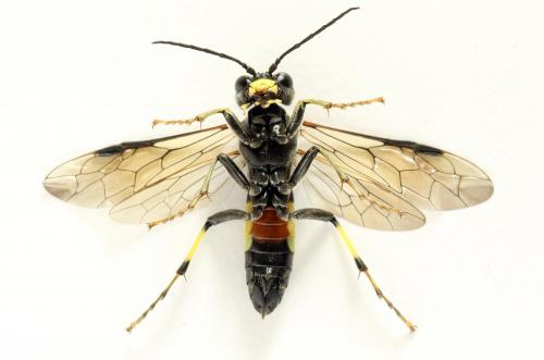 Réf. 291 887 : Tenthredo trabeata